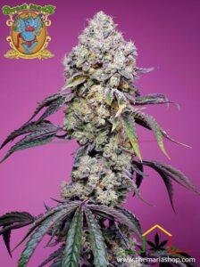 Sweet mandarine zkittlez f1 Fast version